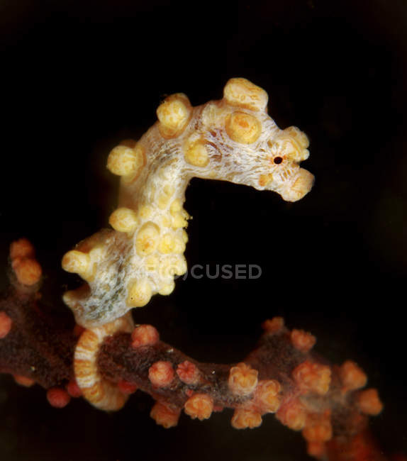 Vue latérale du petit hippocampe pygmée jaune sur ventilateur de mer orange, détroit de Lembeh, Sulawesi Nord, Indonésie — Photo de stock