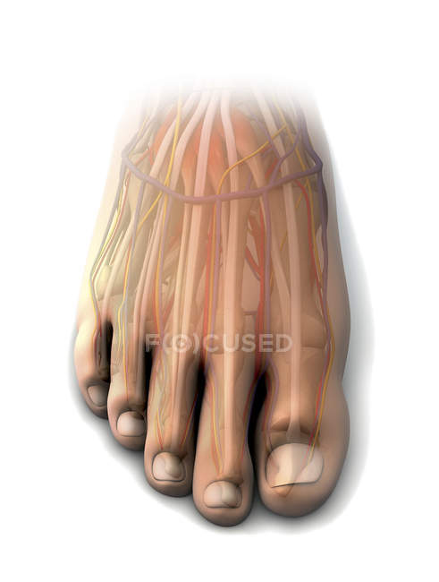 Dorsal anatomy of human foot — Stock Photo