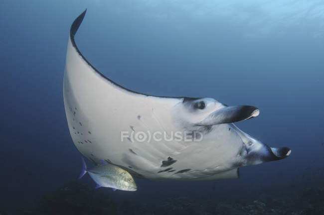 Manta ray nageant en eau bleue — Photo de stock