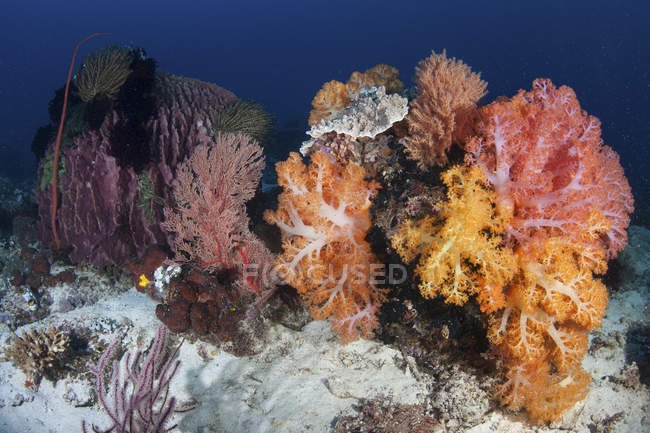 Барвисті корали, що ростуть на рифі — стокове фото