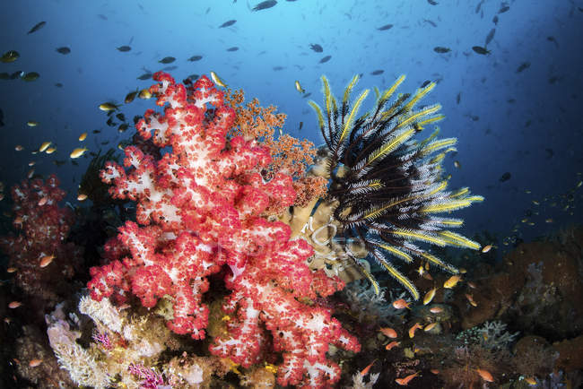 Coral blando y crinoides con peces en el arrecife - foto de stock