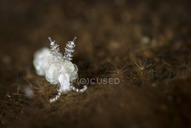 Petite nudibranche dans l'habitat naturel — Photo de stock