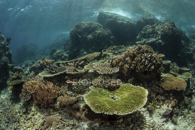 Coralli sani che costruiscono barriere coralline sulla barriera corallina — Foto stock
