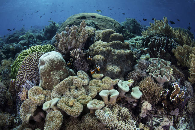 Barriera corallina nel Parco Nazionale di Komodo — Foto stock