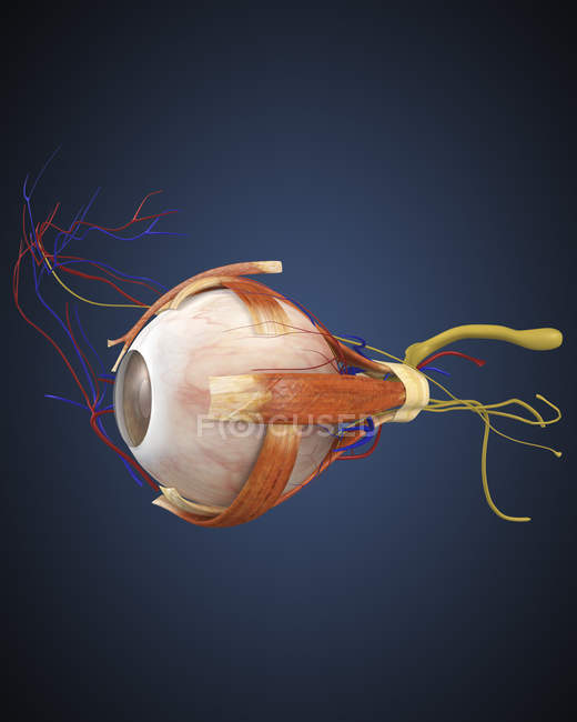 Ojo humano con músculos y sistema circulatorio - foto de stock