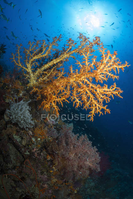 Eventail de mer jaune à Raja Ampat — Photo de stock