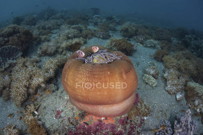 Sea anemone with pink anemonefish — Stock Photo