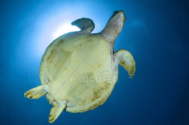 Habichtsschnabel-Meeresschildkrötenbauch — Stockfoto