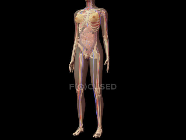 Anatomia do corpo feminino com órgãos sobre fundo preto — Fotografia de Stock