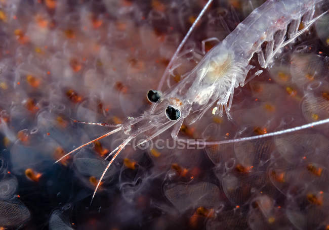Larva de camarão no saco de ovos — Fotografia de Stock