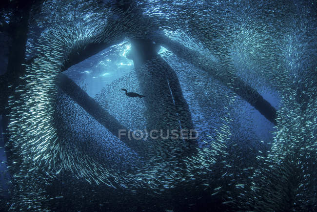 Corvo-marinho nadando através de baitfish — Fotografia de Stock
