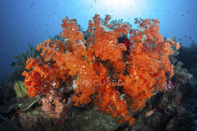 Colorful red corals on reef — Stock Photo