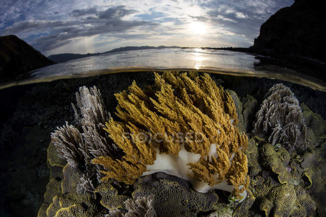 Coralli in acque poco profonde al tramonto — Foto stock