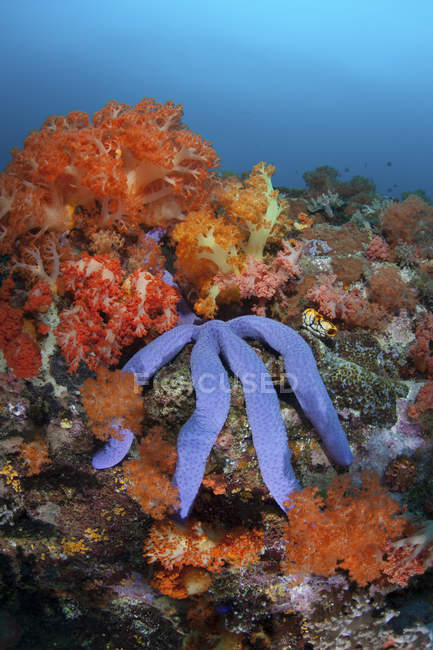 Estrella de mar azul aferrada al arrecife - foto de stock