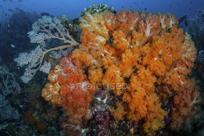 Coralli colorati che crescono sulla barriera corallina — Foto stock