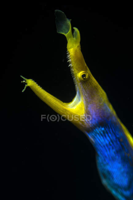 Headshot of male ribbon eel — Stock Photo