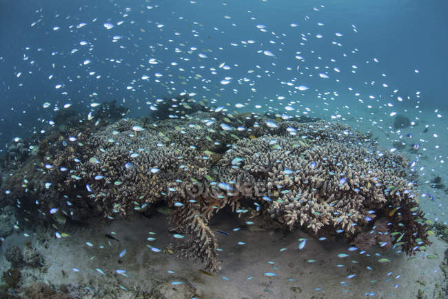 Damselfish swimming above corals — Stock Photo