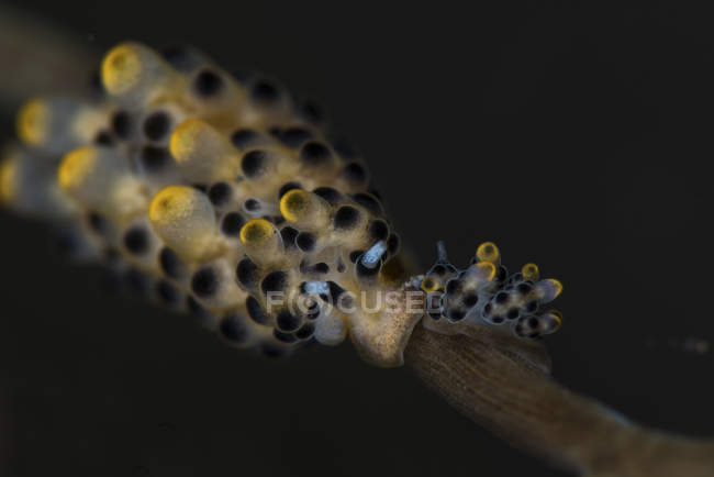 Doto nudibranchs closeup shot — Stock Photo