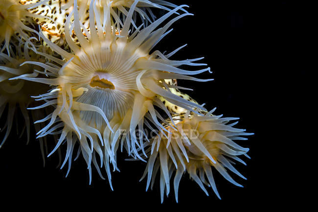 Тигр anemone колонії — стокове фото