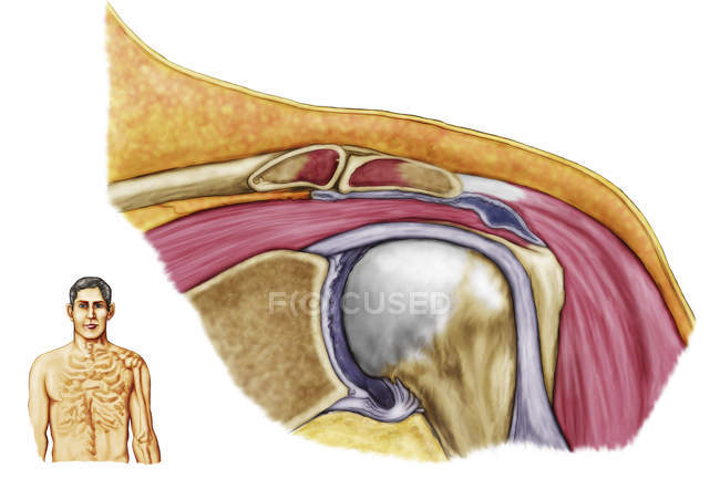 Medizinische Darstellung der Anatomie der linken Schulter — Stockfoto