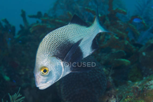 Black Margate swimming over reef — Stock Photo