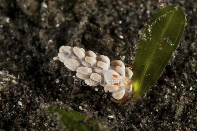 White flabellina nudibranch with orange rhinophores — Stock Photo