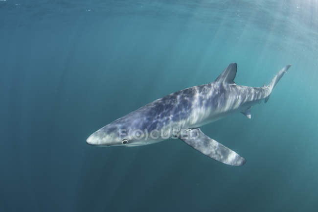 Синяя акула, плавающая возле мыса Код — стоковое фото
