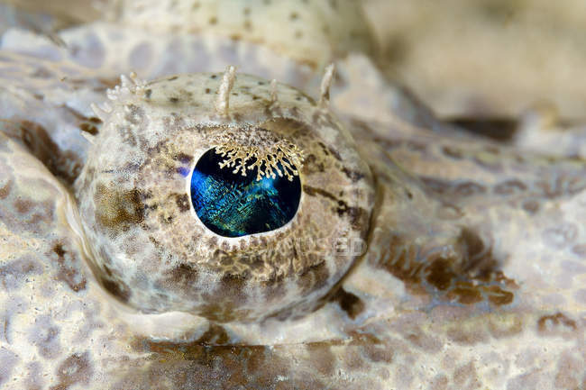Eye of juvenile crocodilefish — Stock Photo