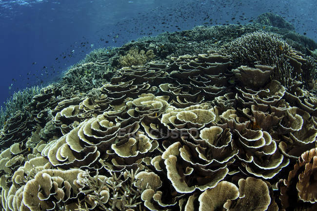 Коралловый риф в Национальном парке Комодо — стоковое фото