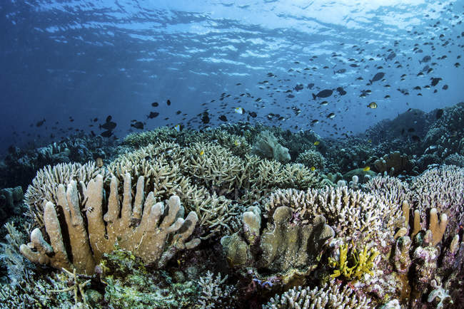 Fish swimming over hard corals — Stock Photo