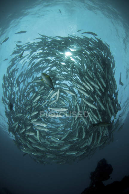 Кругла зграя риб — стокове фото