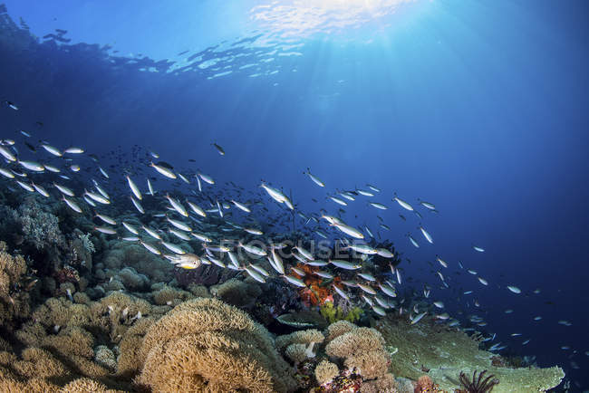Escuela de peces sobre arrecife de coral - foto de stock