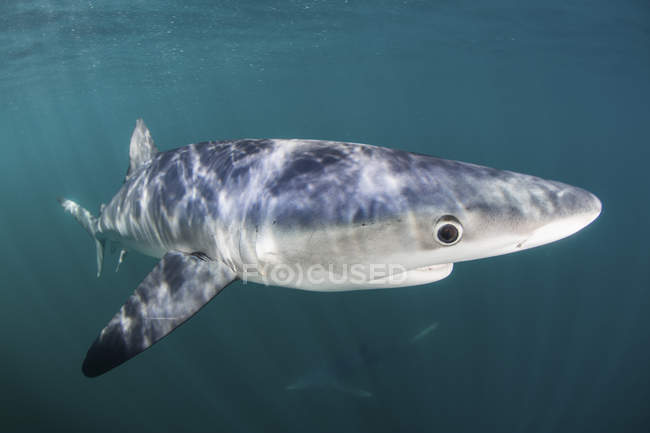 Tiburón azul navegando en agua fría - foto de stock