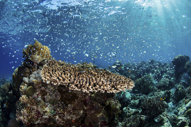 Pesce colorato che nuota sopra la barriera corallina — Foto stock
