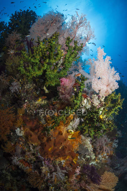 Морской вентилятор на мягких кораллах — стоковое фото
