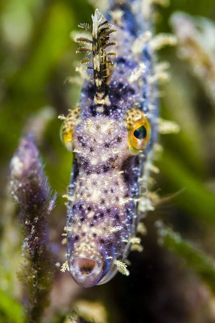 Closeup headshot of filefish — Stock Photo