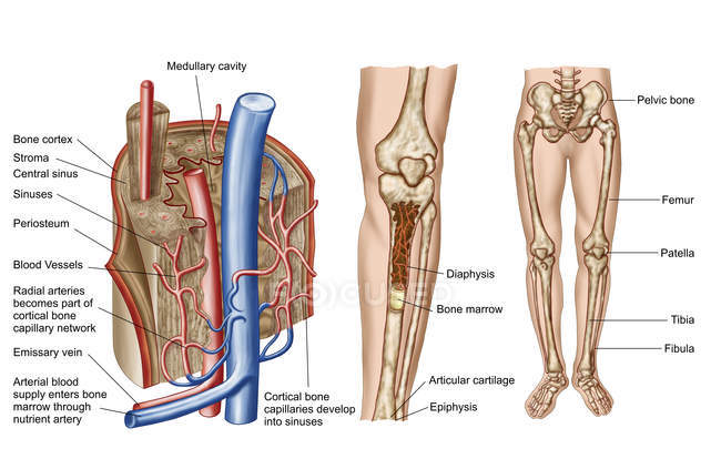 Анатомія людини кісткового етикетки — стокове фото