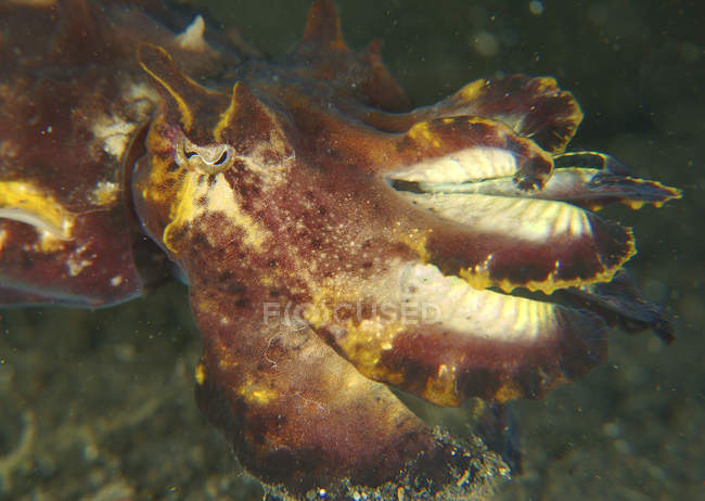 Colorful flamboyant cuttlefish closeup headshot — Stock Photo