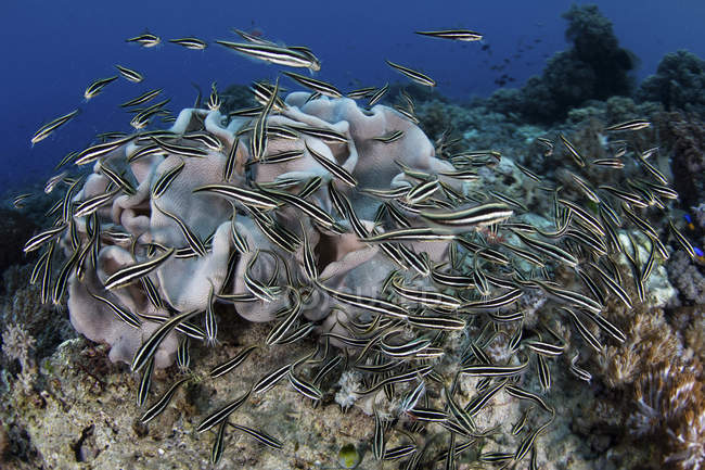 School of striped eel catfish — Stock Photo