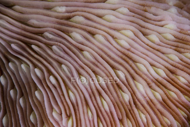 Textur auf Pilzkorallen — Stockfoto