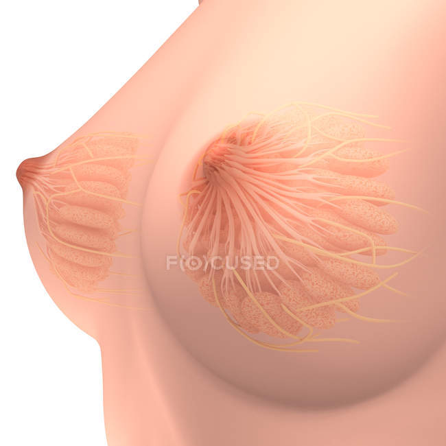 Medical illustration of female breast anatomy — Stock Photo
