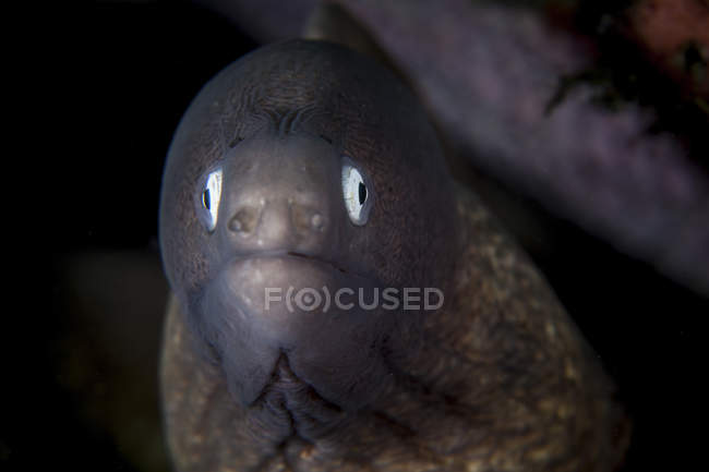 Murène aux yeux blancs gros plan sur la tête d'anguille — Photo de stock