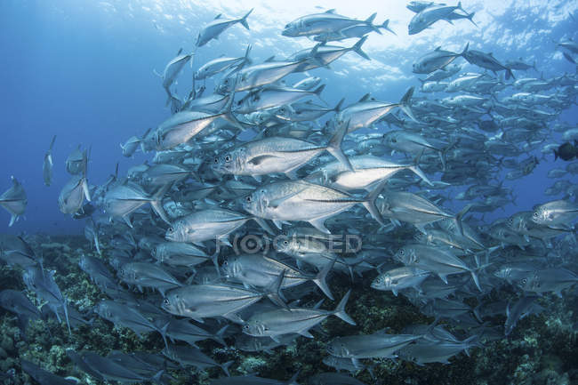 School of Bigeye Jacks swimming over reef — Stock Photo