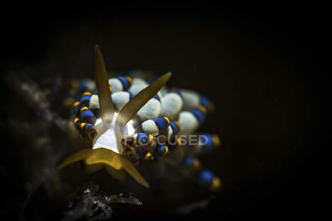 Cuthona nudibranch en agua oscura - foto de stock