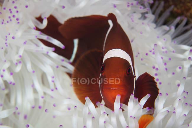 Spine-cheeked clownfish swimming near anemone — Stock Photo