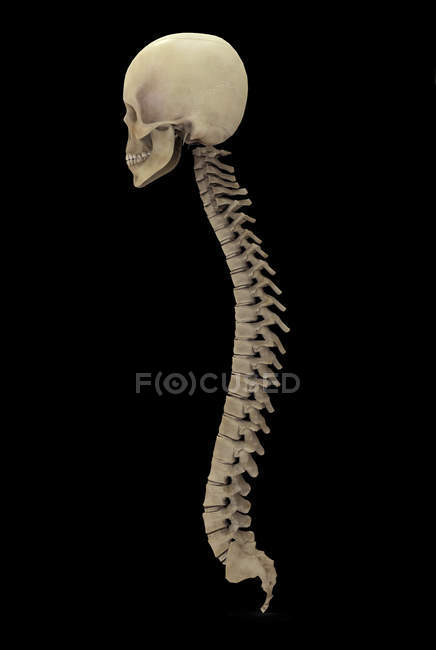 Rendering 3D della colonna vertebrale umana su sfondo nero — Foto stock