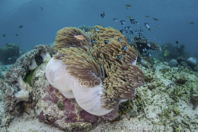 Bunte Seeanemone mit Anemonenfischen — Stockfoto