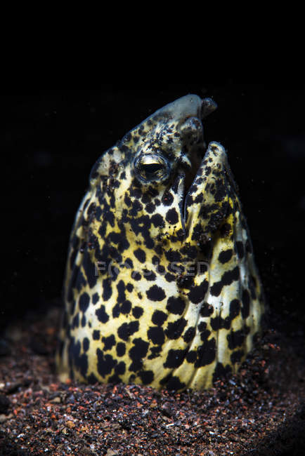 Marbled snake eel — Stock Photo