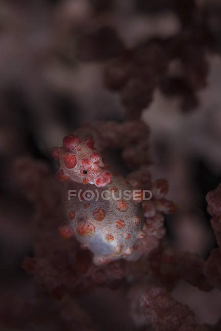 Пігмеїчний морський коник на симбіотичному горгоніан — стокове фото