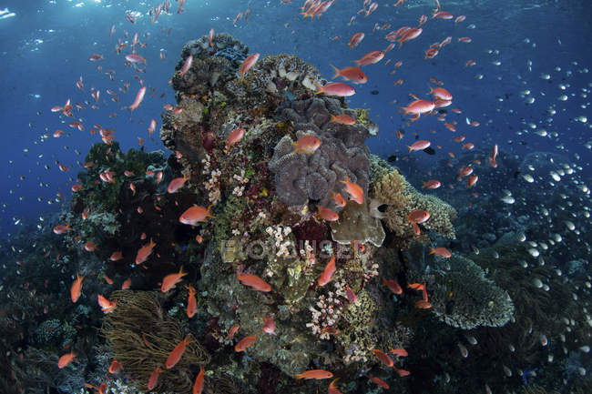 Poisson coloré nageant au-dessus du récif — Photo de stock